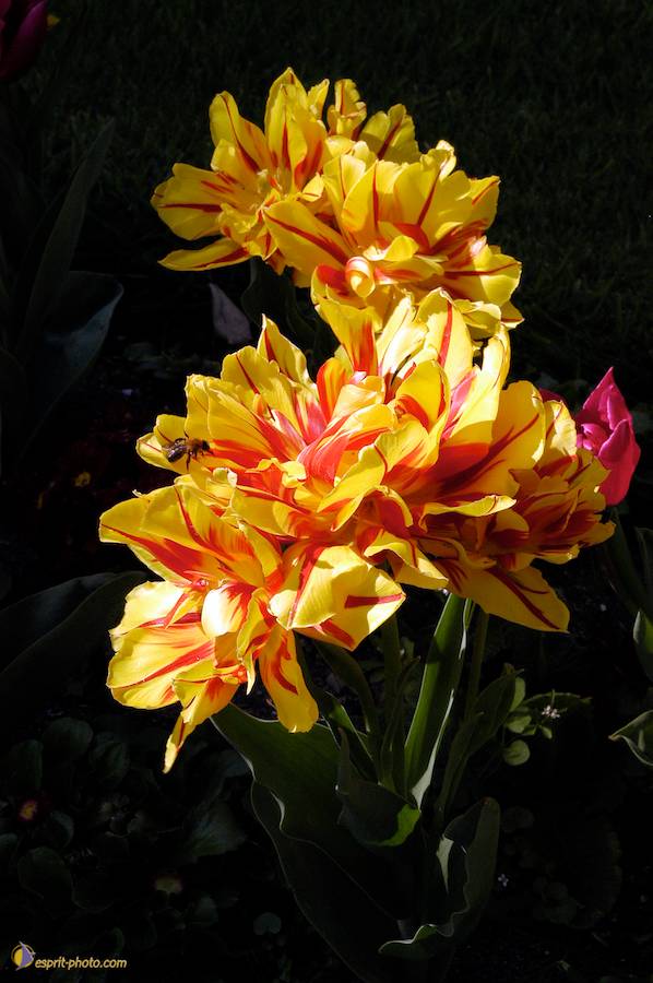 Nom de l'image : EG-Nat-141_(c)Norbert-JUNG — Description :